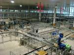 Pillow-Shape Packaged Yogurt Production Line for Yoghurt , Lactic Acid Bacteria