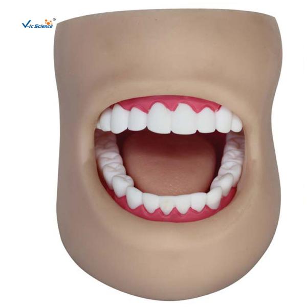 Unbreakable Dental Study Models