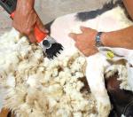 690W Automatic Sheep Shearing Machine 220V Electric Wool Shears