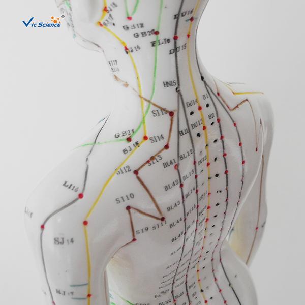 Female Medical Acupuncture 48cm Human Body Massage Model