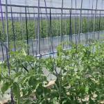 Multi-Span Greenhouse for Hydroponics Growing Samples US 20/Square Meter