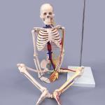 Human simulation PVC skeleton model 180cm on medical anatomy model