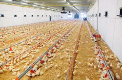 Poultry House Automatic Auger Feeding System Chicken Cage Feeder