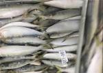 BQF Fresh Frozen Sardines