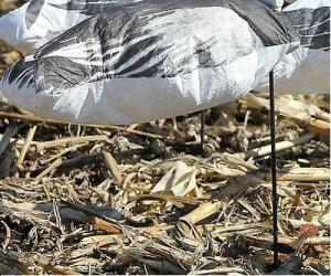 Wholesale 12 Snow &amp; Blue Geese Standard Field Pack by Fatal Flasher - Dozen Goose Decoys from china suppliers