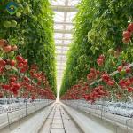 Customized Commercial Tomato Greenhouse Multi Span Greenhouse Plants Growing