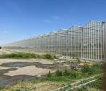 12m Span Gutter Connected Venlo Tempered Glass Greenhouse For Flowers 12x10
