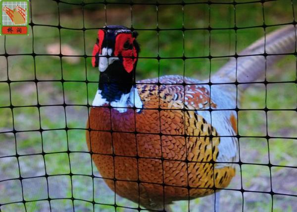 Pheasant Fence Net, Plastic Poultry Netting, Chicken Netting Fence, Eco Friendly