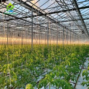 Wholesale Agricultural Greenhouses NFT Soilless Hydroponic System For Tropical Desert from china suppliers