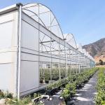 Commercial Poly Tunnel Plastic PE Film UV Resistant Greenhouse For Tropical