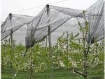 HDPE PE Material Anti Frost Net For Fruit Protection Length 50m 120m