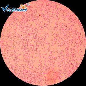 Wholesale Commercial Custom Microscope Slides 25pcs VIC29 Thin Glass Slides from china suppliers