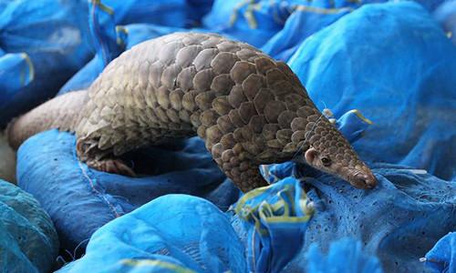 Outdoor garden sculptures statues pangolin toy model fiberglass nature painting