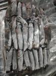 150+G BQF Frozen Black Squid ISO2200 / HACCP Standard
