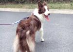 Heavy Duty Long Retractable Dog Leash Collar 26ft For Large Dogs