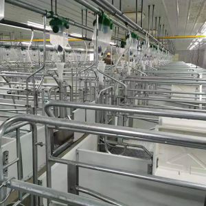 Hot DIP Galvanized Swine Farrowing Pen With BMC Slat