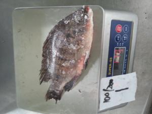 Wholesale Top quality frozen Tilapia fish of frozen fish from china suppliers