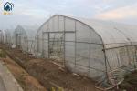 Single Span Tunnel Greenhouse Commercial For Plant Growth And Protection
