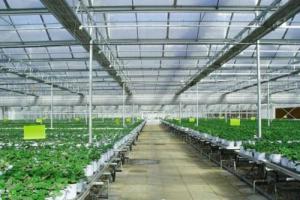 Wholesale Plastic Film Automated Hydroponic Greenhouse Hanging Load 0.15KN/M2 Rainfall 140mm/h from china suppliers