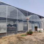 Hot Dip Galvanized Steel Wind Resistance Sides Ventilation Multi Span Greenhouse
