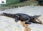 Water Park Simulation Life Size Animatronic Animal Realistic Crocodile Models