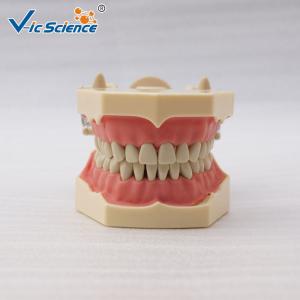 Wholesale Light  Medical Teaching Dental Study Models With DP Articulator VIC-A7 from china suppliers