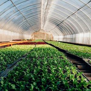 Wholesale Roofing Shape Arched Roof Multi-Span Greenhouse for Temperature Controlled Hydroponics from china suppliers