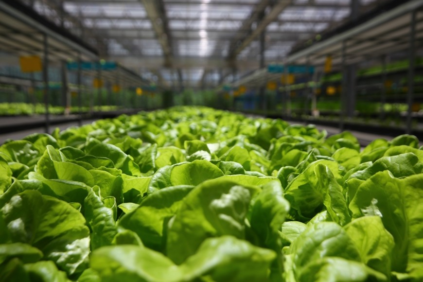 Waterproof ETL 670W Led Grow Lights For Vegetables