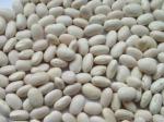 White Kidney Bean Extract 3000 units/g, 10:1，phaseolin1-3%, Chinese manufacturer