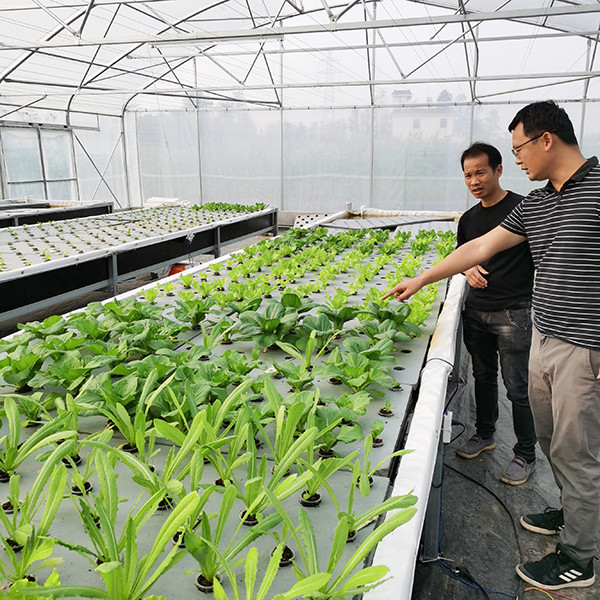Temperature Controlled DWC Hydroponics System High Density For Intensive Vegetable Planting