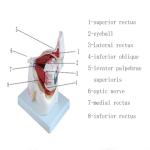 Hospital Teaching Medical Human Anatomy Eye Model With Orbit