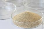 Betelnut Specialized Enzyme Powder / Liquid Loosen Betel Fibers Increase Chewing