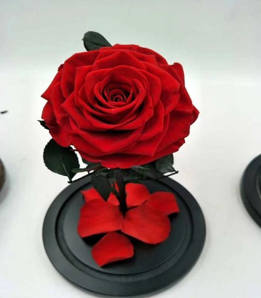 Never Withered Flowers Preserved roses Live Enchanted Rose in Glass Dome Cover