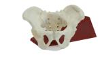 Eco-friendly PVC Hand made Medical Education Artistic Creation Design Ergonomics