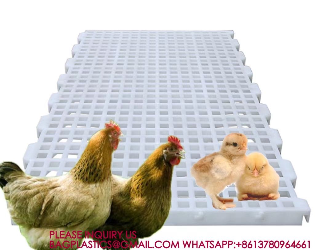 Poultry Farm High Quality Adult And Baby Chicks Poultry Slats baby chicks poultry slats