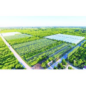 Wholesale Agriculture Load Cell Weighing Solutions And Instrumentation from china suppliers