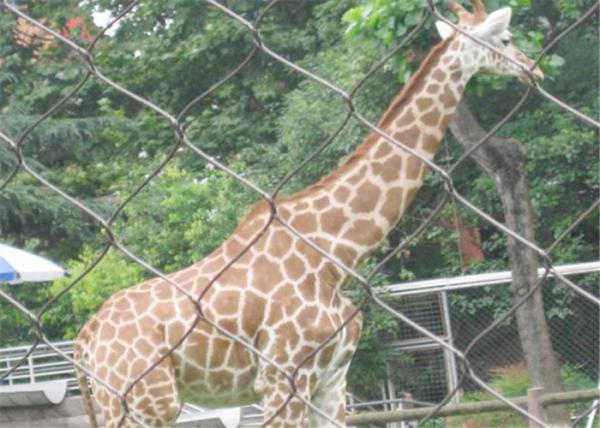Durable Stainless Steel Zoo Mesh , animals cage Wire ropeMesh For Giraffe