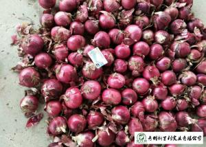 China Juicy Sweet Red Onion 10 Kg / Bag Packing White Flesh For Cooking on sale