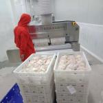 N2 Conveyor Ultra Deep Mesh Belt Tunnel Freezer Ss304 1800kg/H 2100kg/H