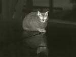 IP66 Digital Zoom 50Hz Thermal Night Vision Camera