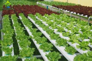 Wholesale Nontoxic PVC Soilless Culture System Vertical Hydroponic Growing Irrigation Equipment from china suppliers