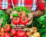 Premium Calcium Boron Liquid Fertilizer – Boost Crop Vitality and Fruit Quality