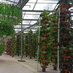 Suitable Seedling Cultivation Budget-Friendly Film Greenhouse with Plastic Sheet
