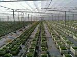 Mothproof Agriculture Non Woven Fabric For Vegetable Protect Durable
