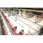 Steel Farming Livestock Shed Poultry House Chicken Shed with Tolerance ±1%
