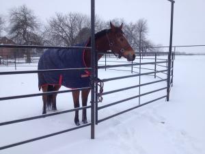 Wholesale Welded 10ft X 4ft 50x50mm Metal Horse Corral Panels Heavy Duty Galvanized from china suppliers