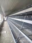 Automatic Steel Structure Poultry Farm Shed Design Modern Chicken House
