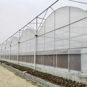 Wholesale Tomato Commercial Hydroponic System Multispan Greenhouse With Climate Control Systems from china suppliers