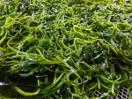 Organic Edible Phaeophyceae Kelp Fronds Umami Sea Vegetables For Salads Or Stir