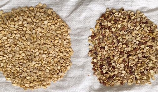 Intelligent Wheat Color Sorter Machine Wheat Cleaning Machine